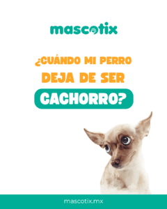 post redes sociales mascotix 1080 x 1350
